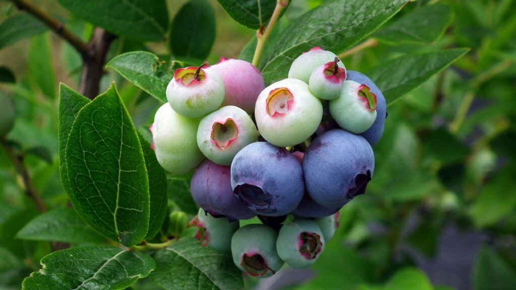 Blueberry Wallpaper Botanical Design