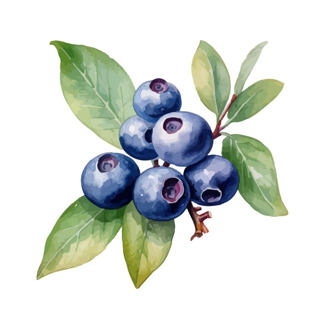 Blueberry Wallpaper Iphone