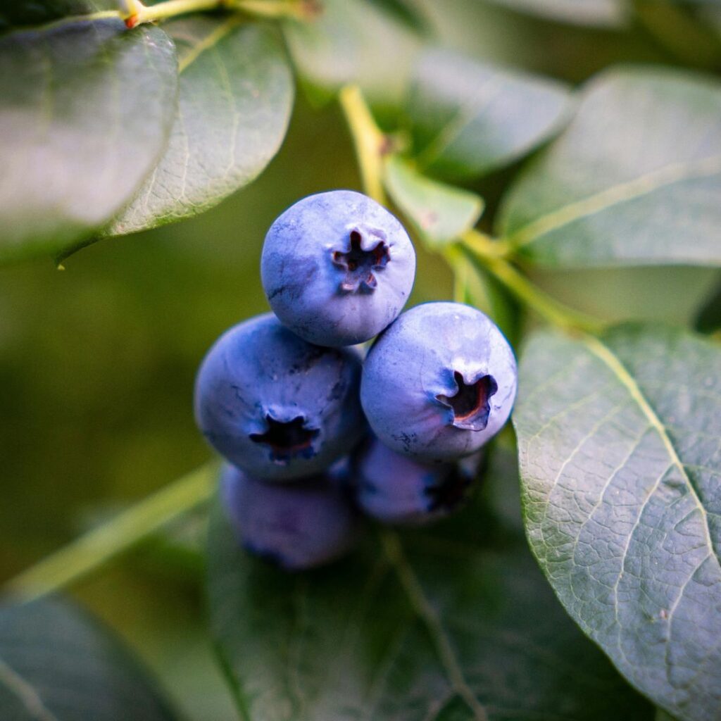 Blueberry phone wallpaper