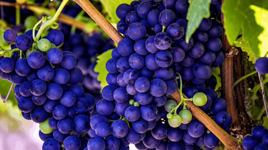 Clusters of ripe grapes hanging from a green vine