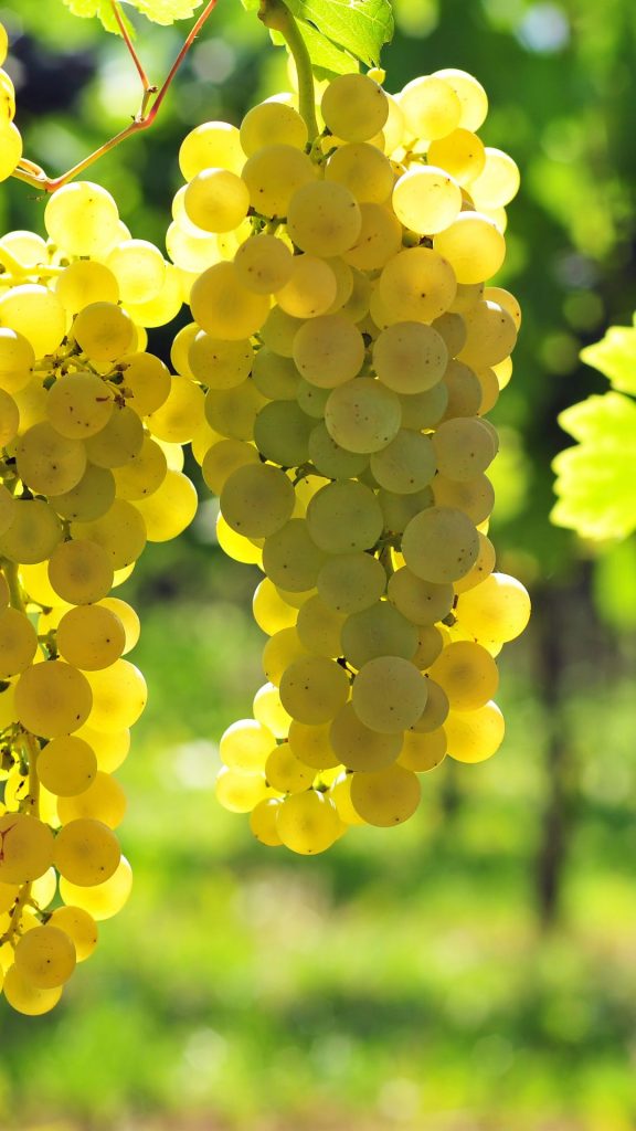 Cute and vibrant purple grapes wallpaper