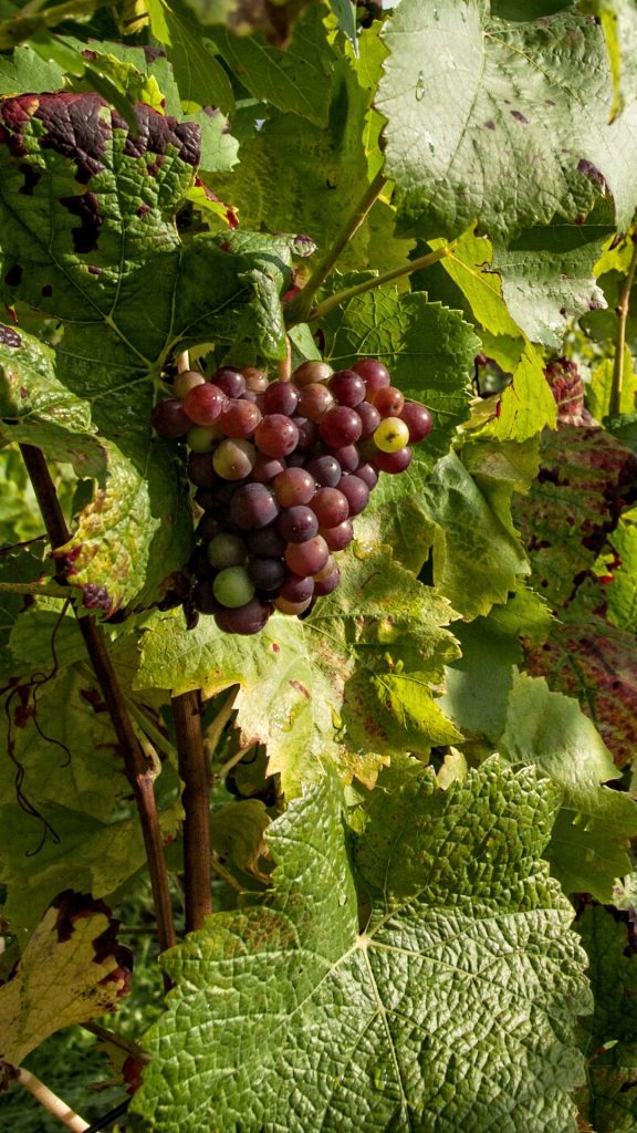 Cute purple grapes wallpaper