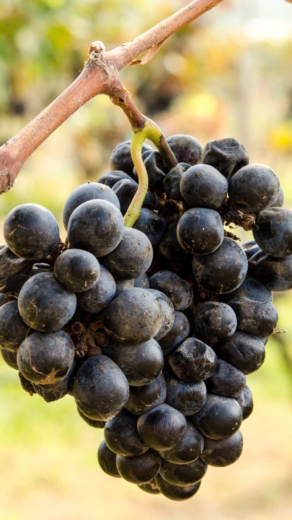 Dark purple grapes wallpaper