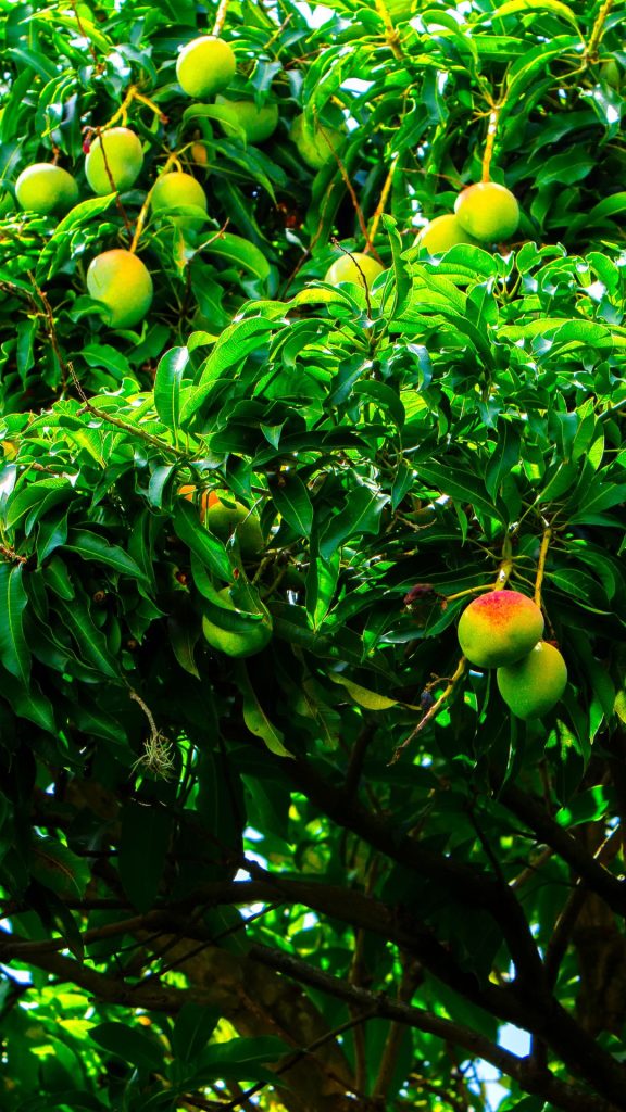 Farm fresh mango wallpaper