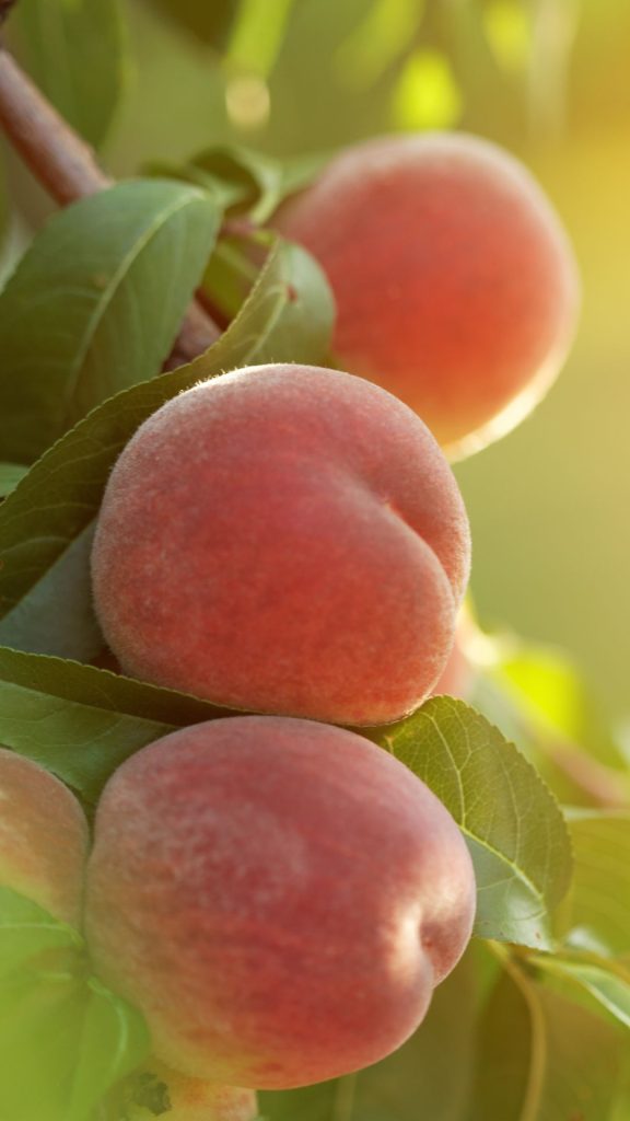 Farm juicy fresh peach wallpaper