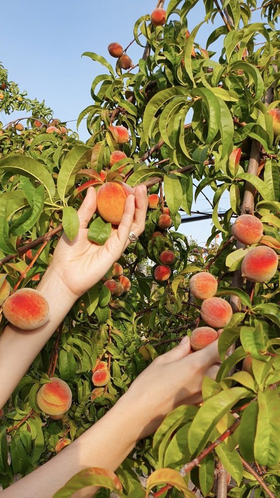 Field fresh peach wallpaper