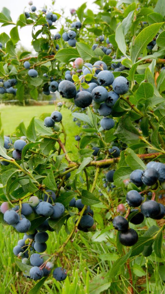 Garden fresh blueberry wallpaper