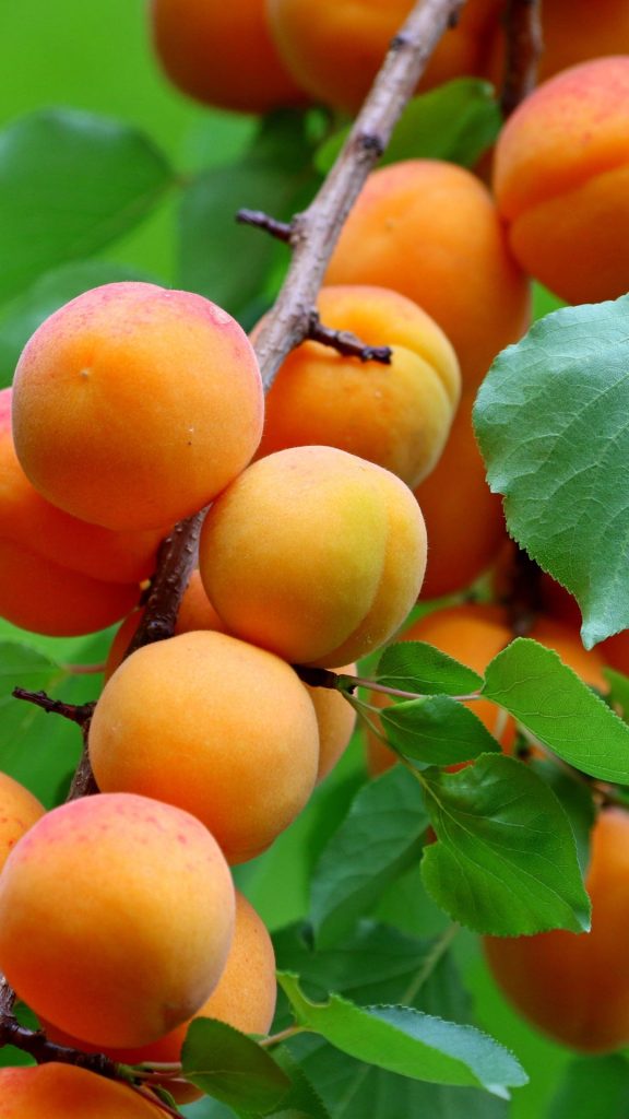 Garden fresh peach wallpaper