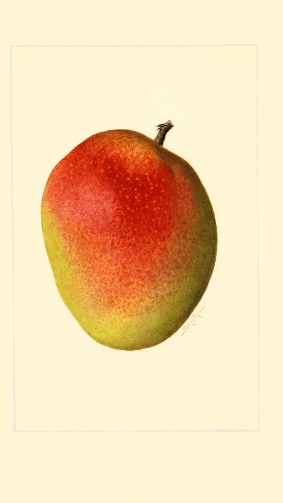 Girly mango wallpaper