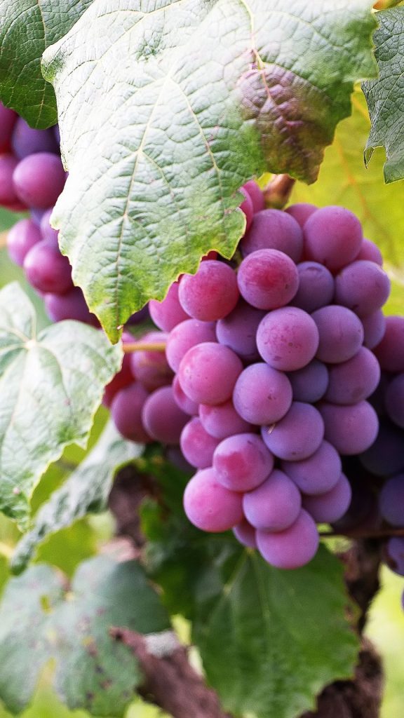 Green leafy purple grapes wallpaper