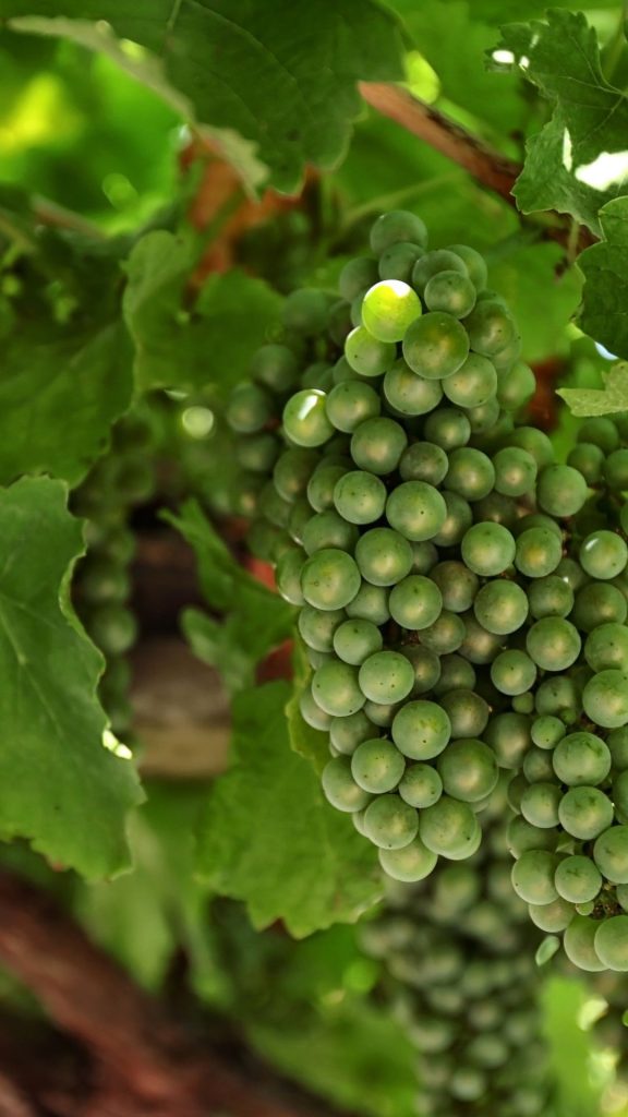 Greenish purple grapes wallpaper