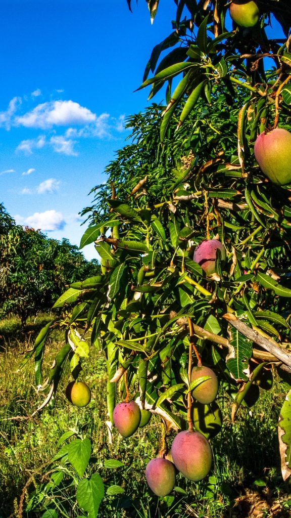 Mango tree mango wallpaper
