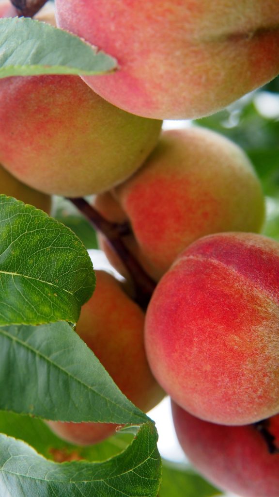 Peach garden peach wallpaper