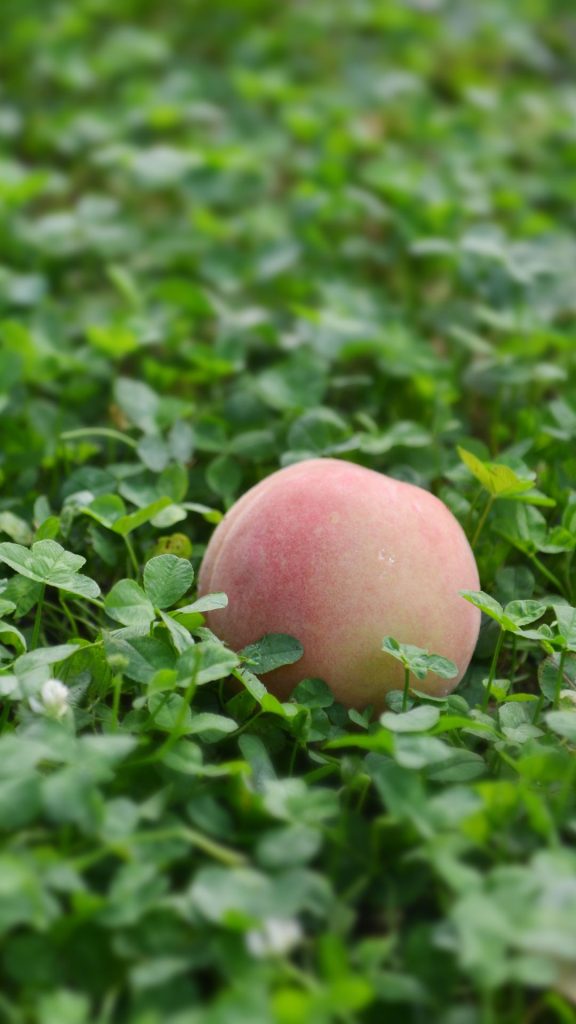 Peach in garden peach wallpaper