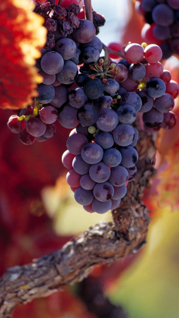 Sweet and vibrant purple grapes wallpaper