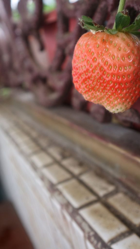 Zoomed strawberry beautiful strawberry wallpapers