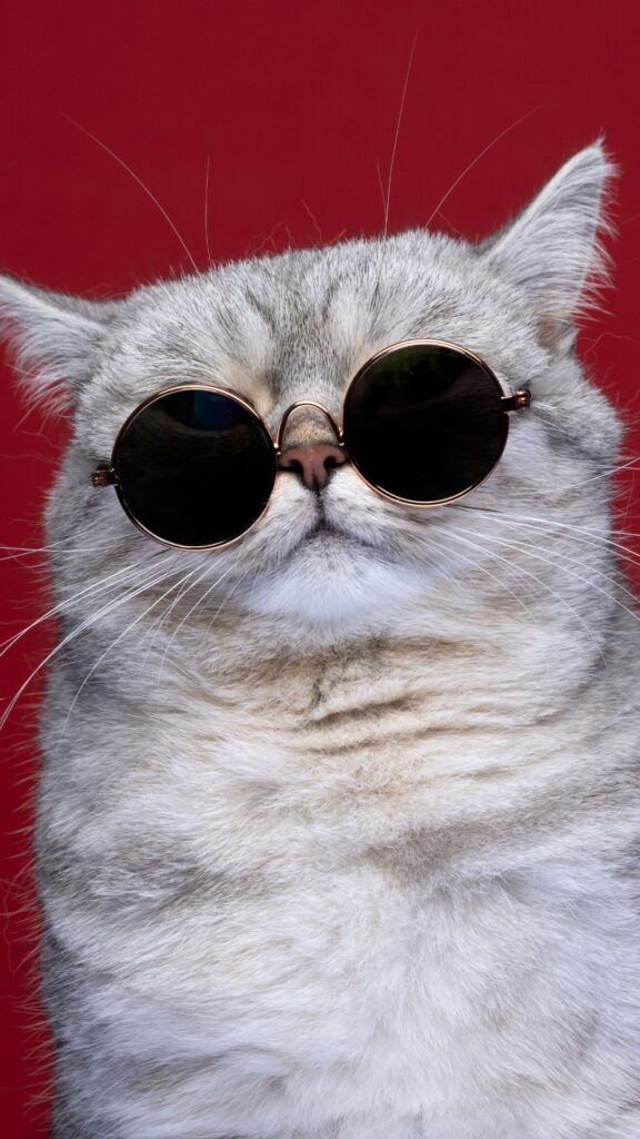 cool cat wallpaper