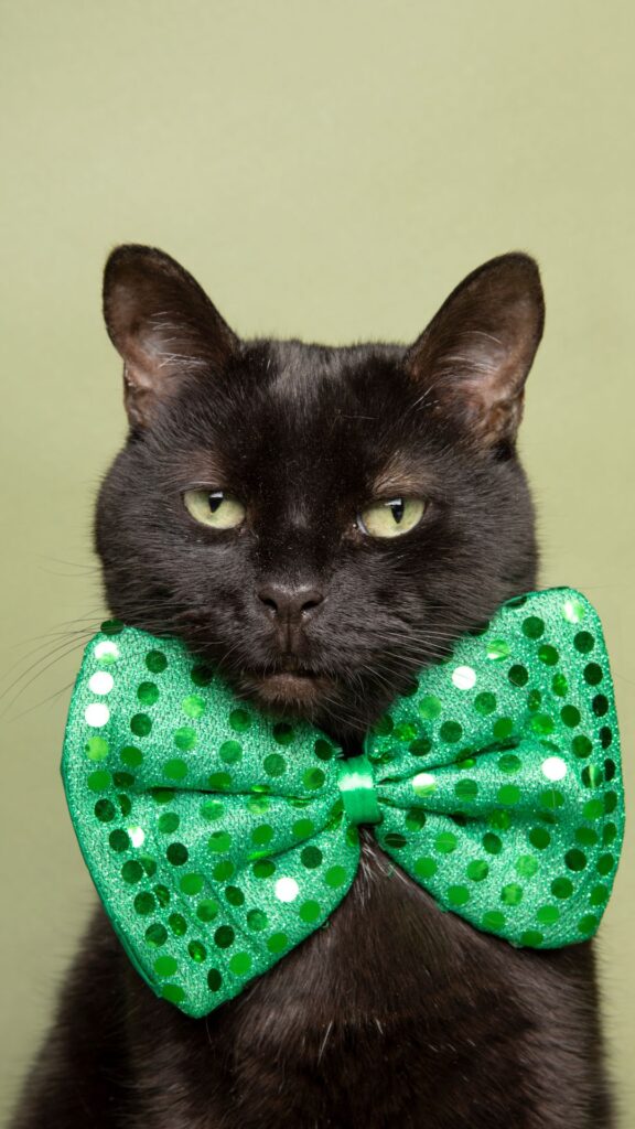 green bow cat wallpaper