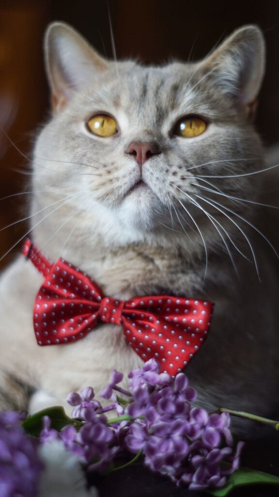 red bow cat wallpaper