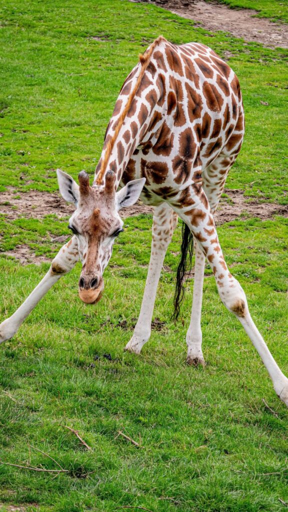 giraffe Goofy ahh wallpaper phone