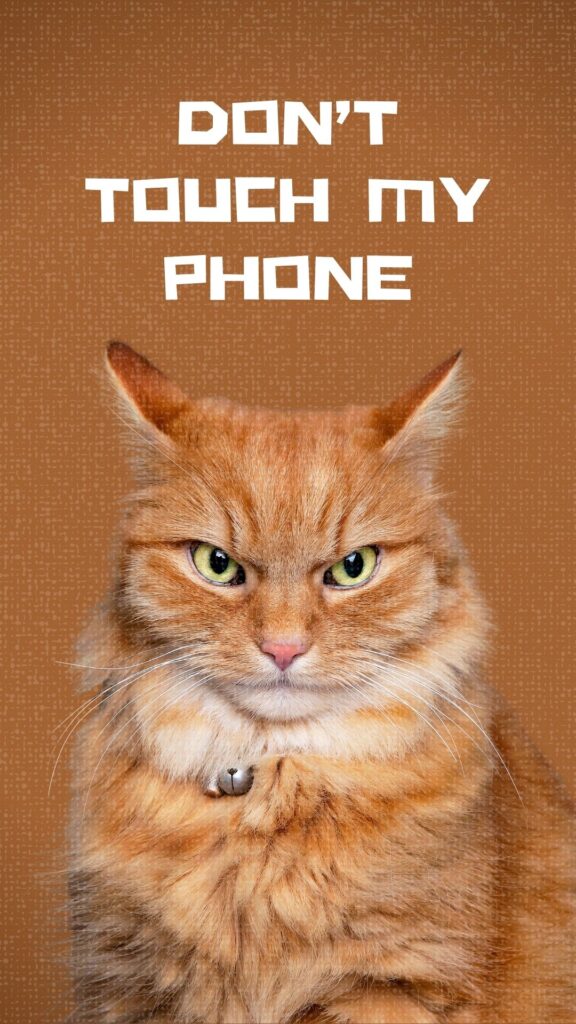 sweet ginger cat wallpaper