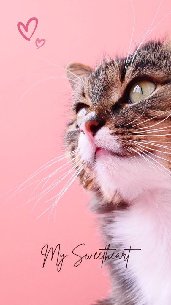 attractive cat wallpaper