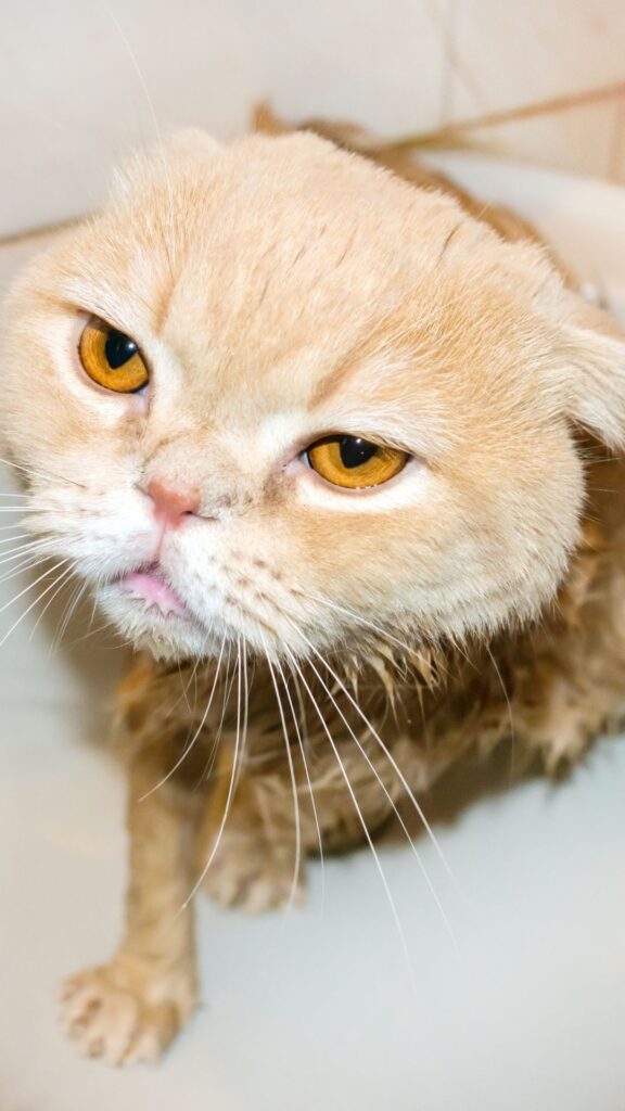 meme cat Goofy ahh wallpaper phone