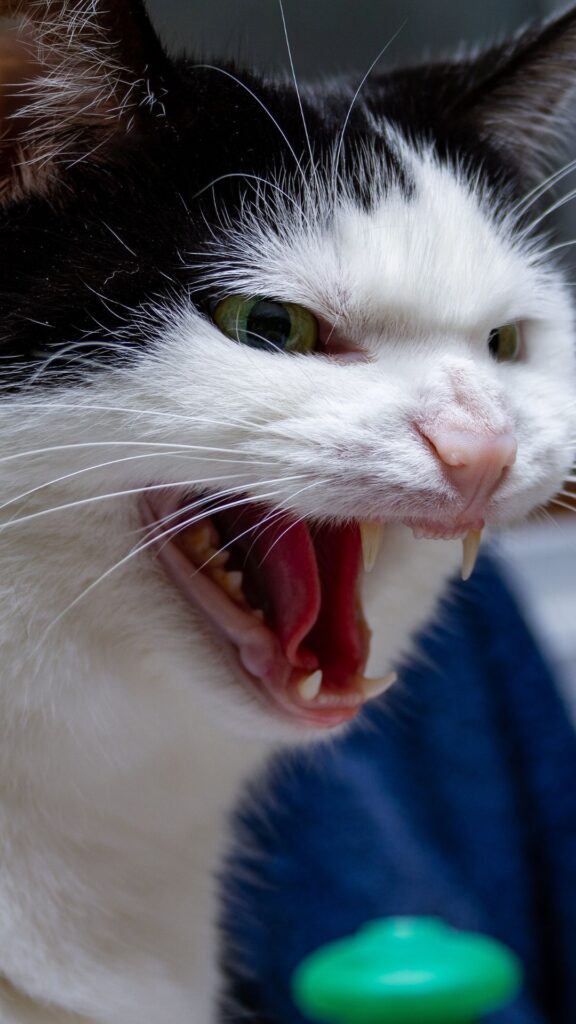 funny cat Goofy ahh wallpaper phone