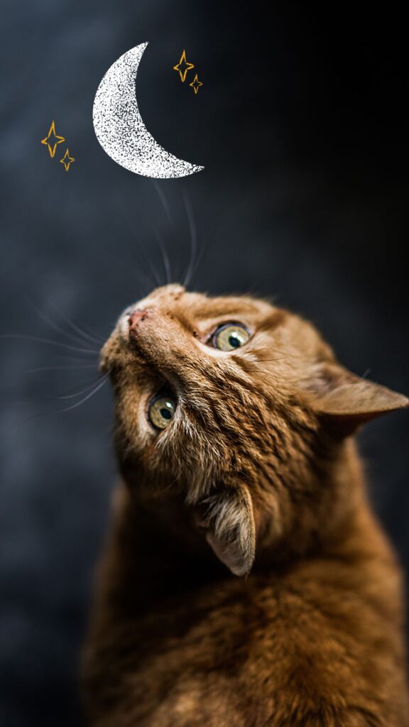 ginger cat wallpaper