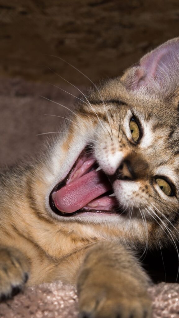 hilarious cat Goofy ahh wallpaper phone