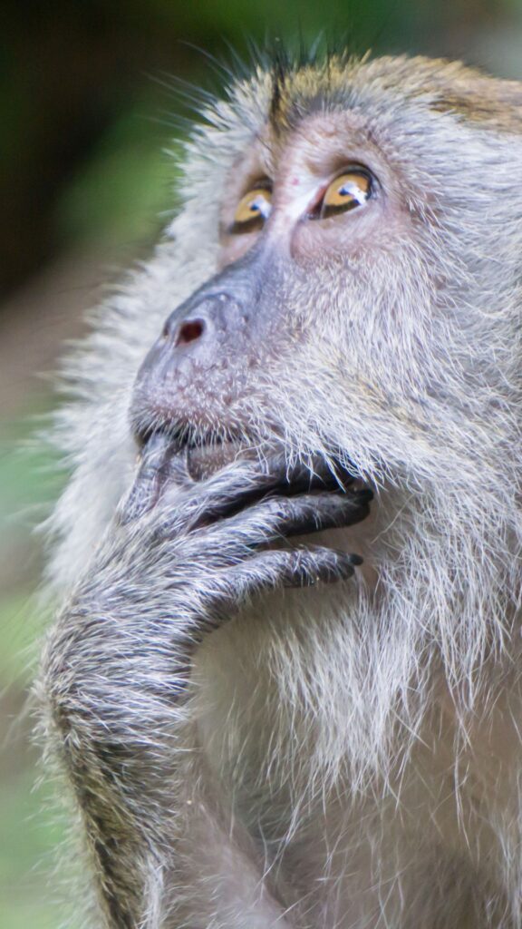 monkey Goofy ahh wallpaper phone