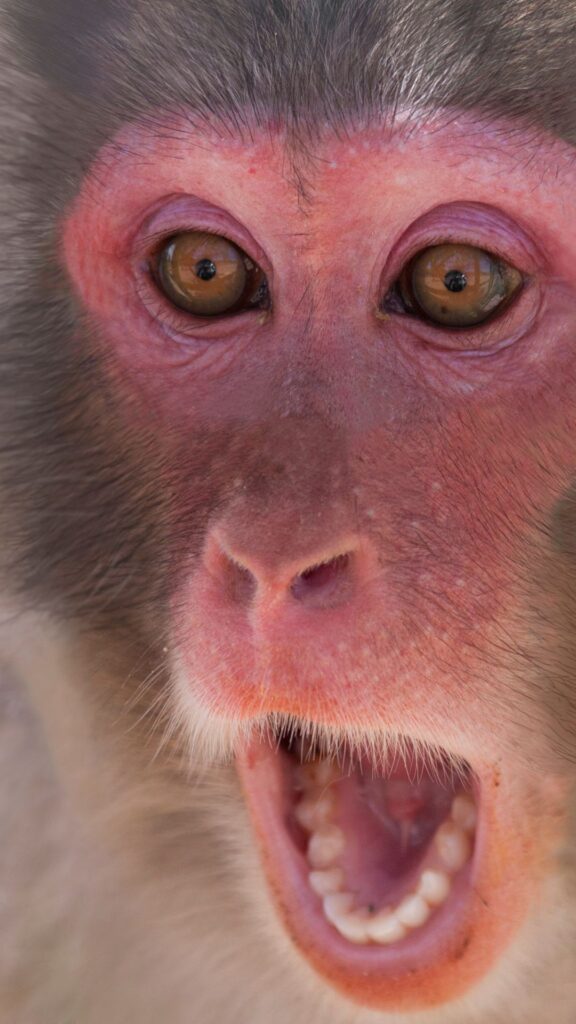 angry monkey Goofy ahh wallpaper phone