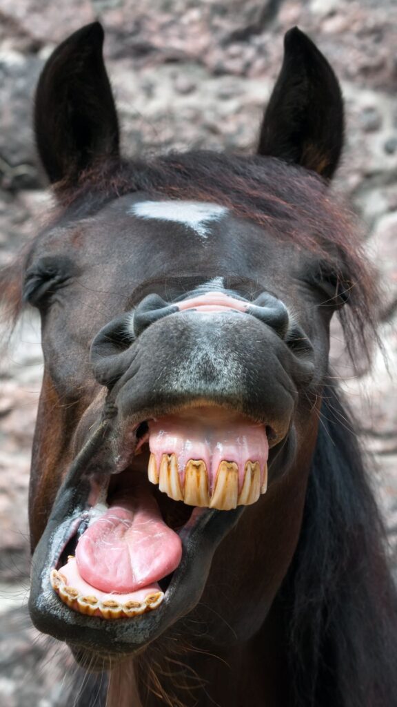 horse Goofy ahh wallpaper phone