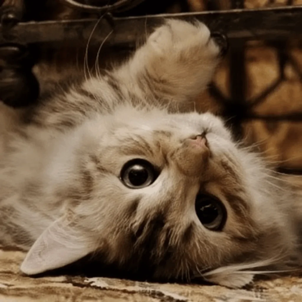 Cute Cat wallpaper 4k