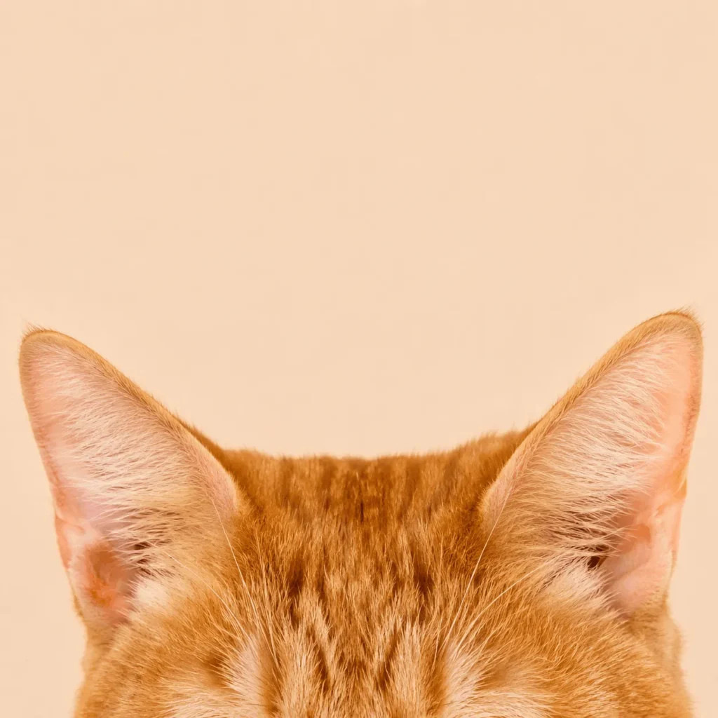 Cute cat wallpaper Hd