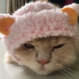 pink cat pfp