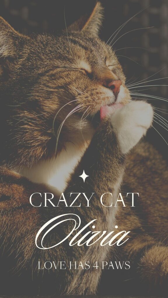 warm cute cat wallpaper for girls