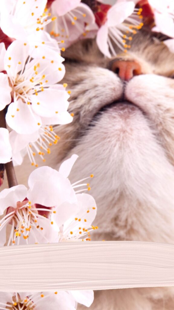 orchid cute cat wallpaper for girls