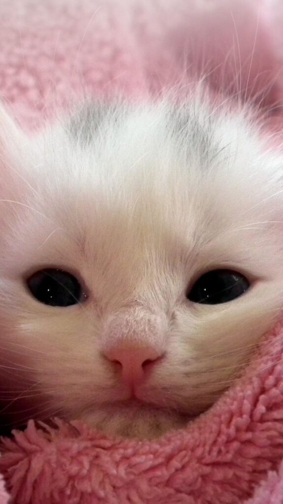 kitten cute cat wallpaper for girls