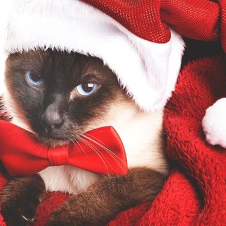 santa cat pfp
