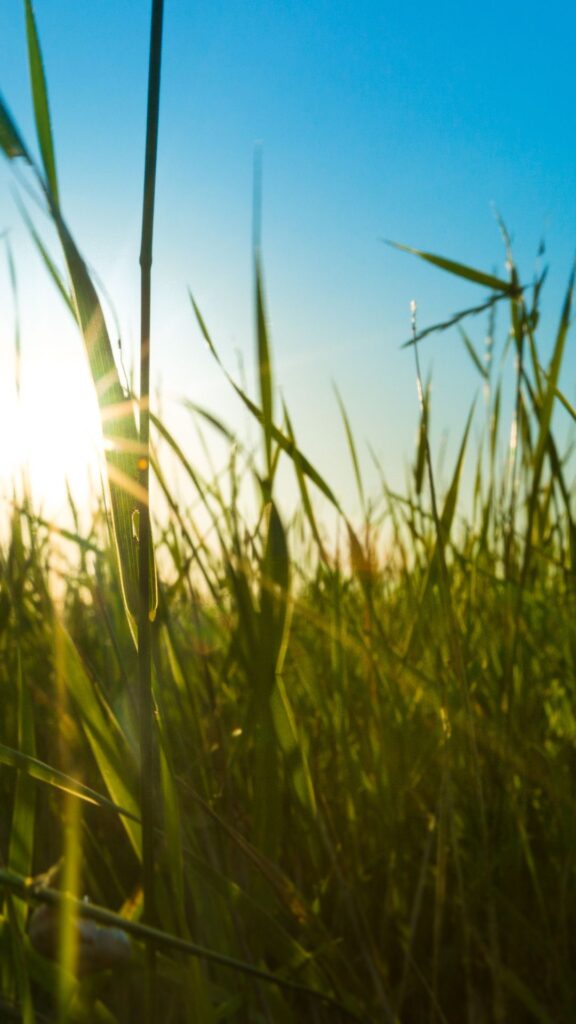 grass nature background wallpaper