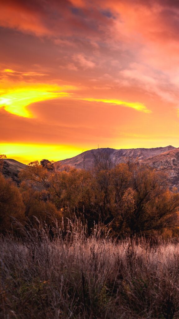 lavender nature background wallpaper