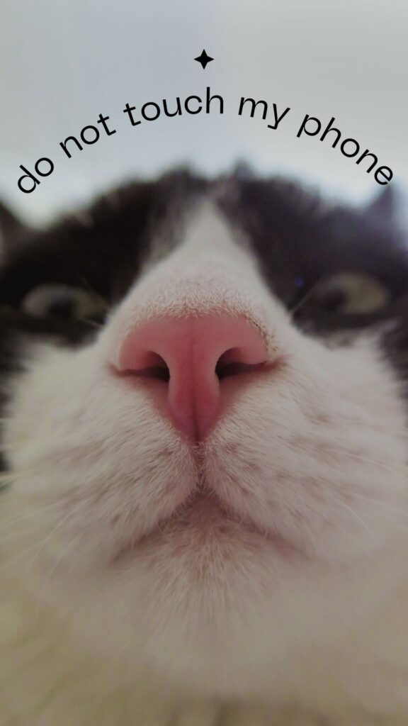 black and white cute cat wallpaper for girls