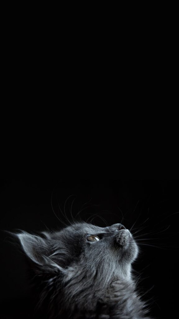 grey cute cat wallpaper for girls