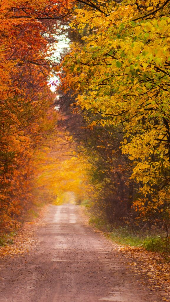 fall nature background wallpaper