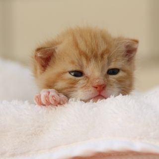 honey kitten cat pfp