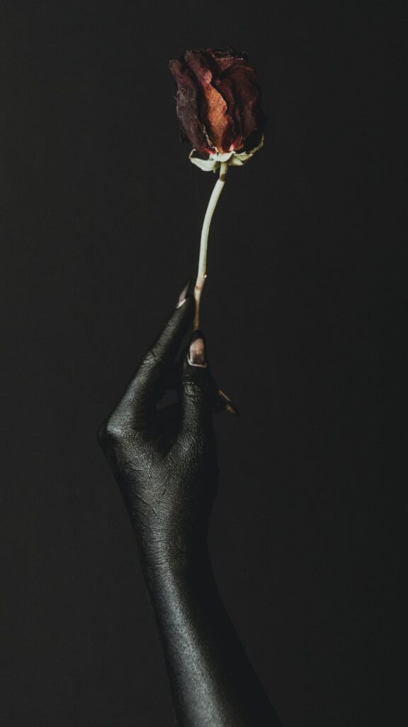 dark red rose darkness wallpapers