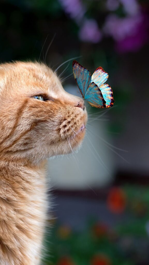 aesthetic cute cat wallpaper for girls