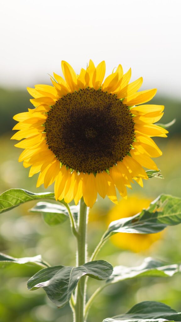 sunflower nature background wallpaper