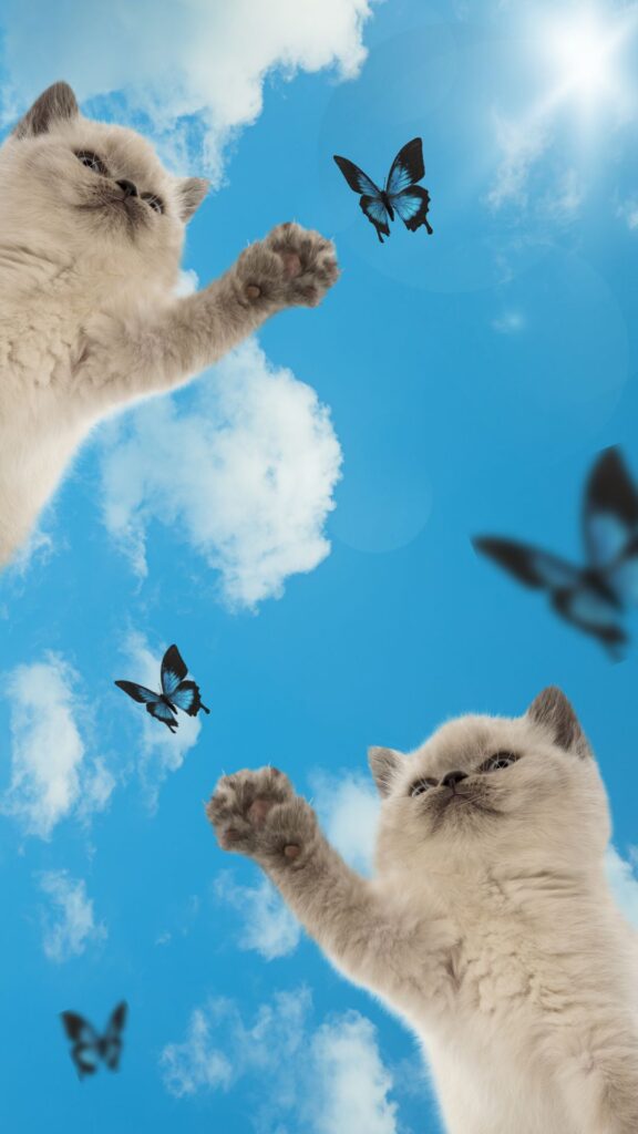 british cute cat wallpaper for girls